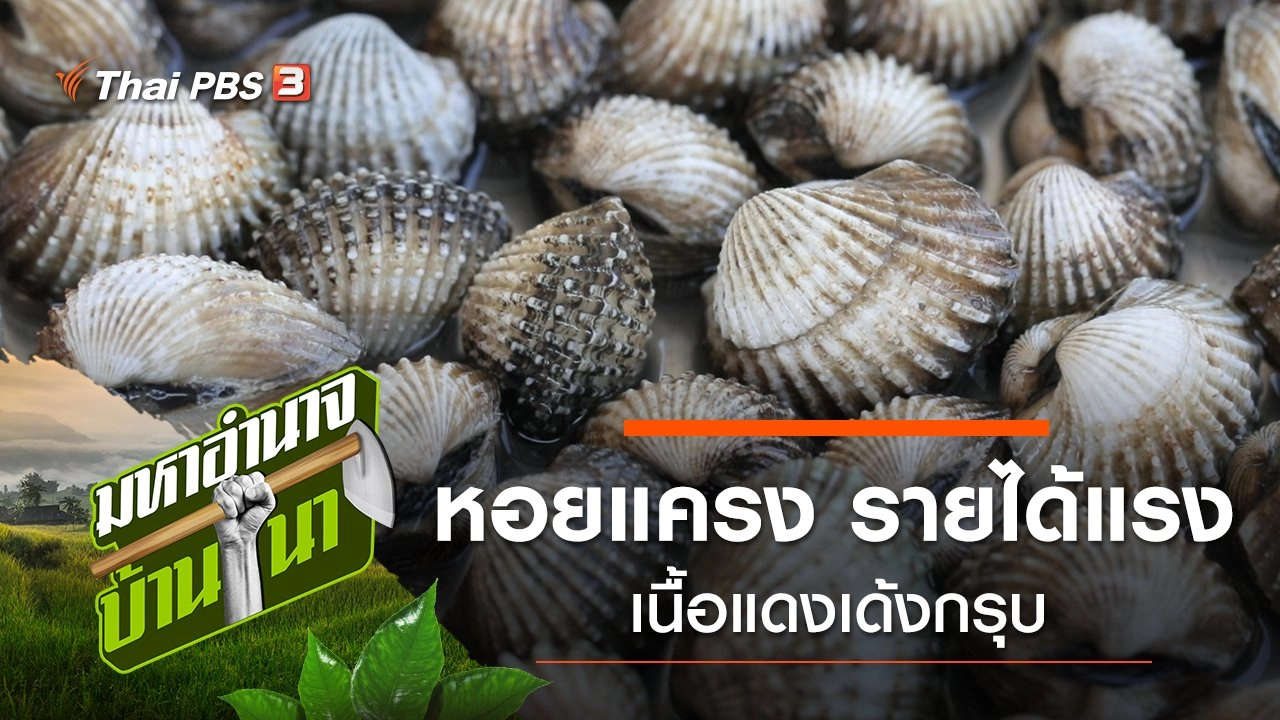 หอยแครง รายได้แรง เนื้อแดงเด้งกรุบ