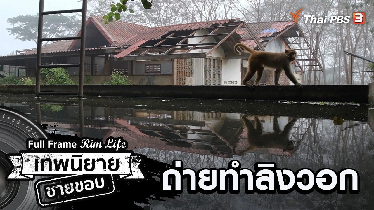 ถ่ายทำลิงวอก