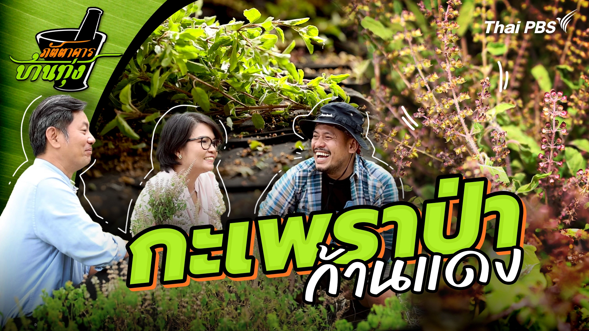 กะเพราป่าก้านแดง