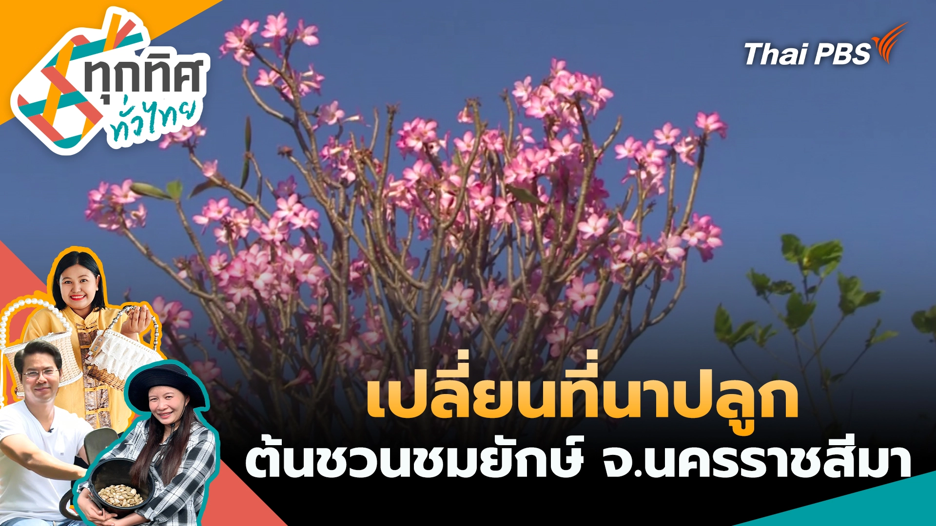 เปลี่ยนที่นาปลูกต้นชวนชมยักษ์ จ.นครราชสีมา