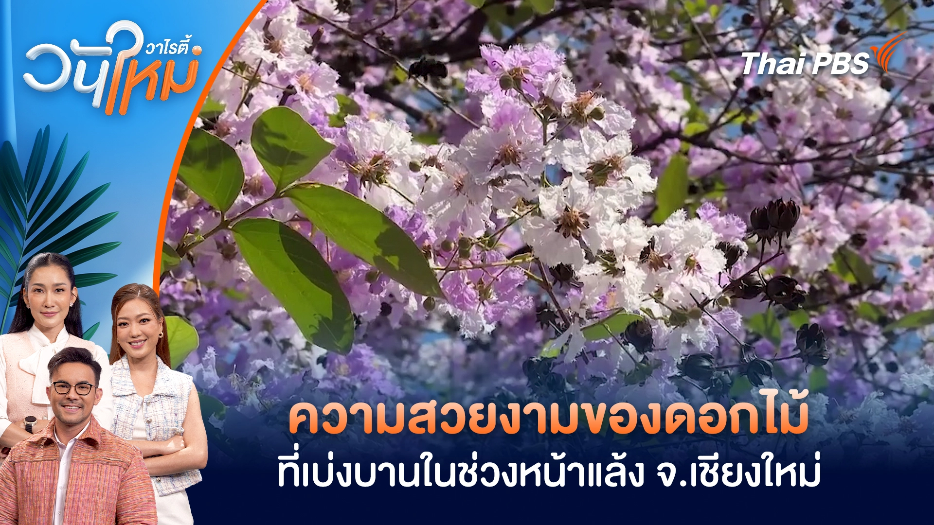 ความสวยงามของดอกไม้ที่เบ่งบานในช่วงหน้าแล้ง จ.เชียงใหม่ | วันใหม่วาไรตี้ | 27 มี.ค. 69