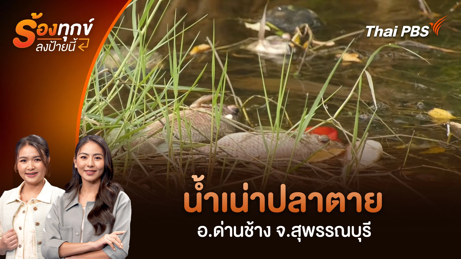 น้ำเน่าปลาตาย อ.ด่านช้าง จ.สุพรรณบุรี