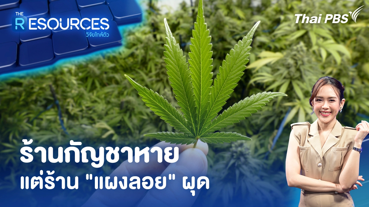 ร้านกัญชาหาย แต่ร้าน "แผงลอย" ผุด