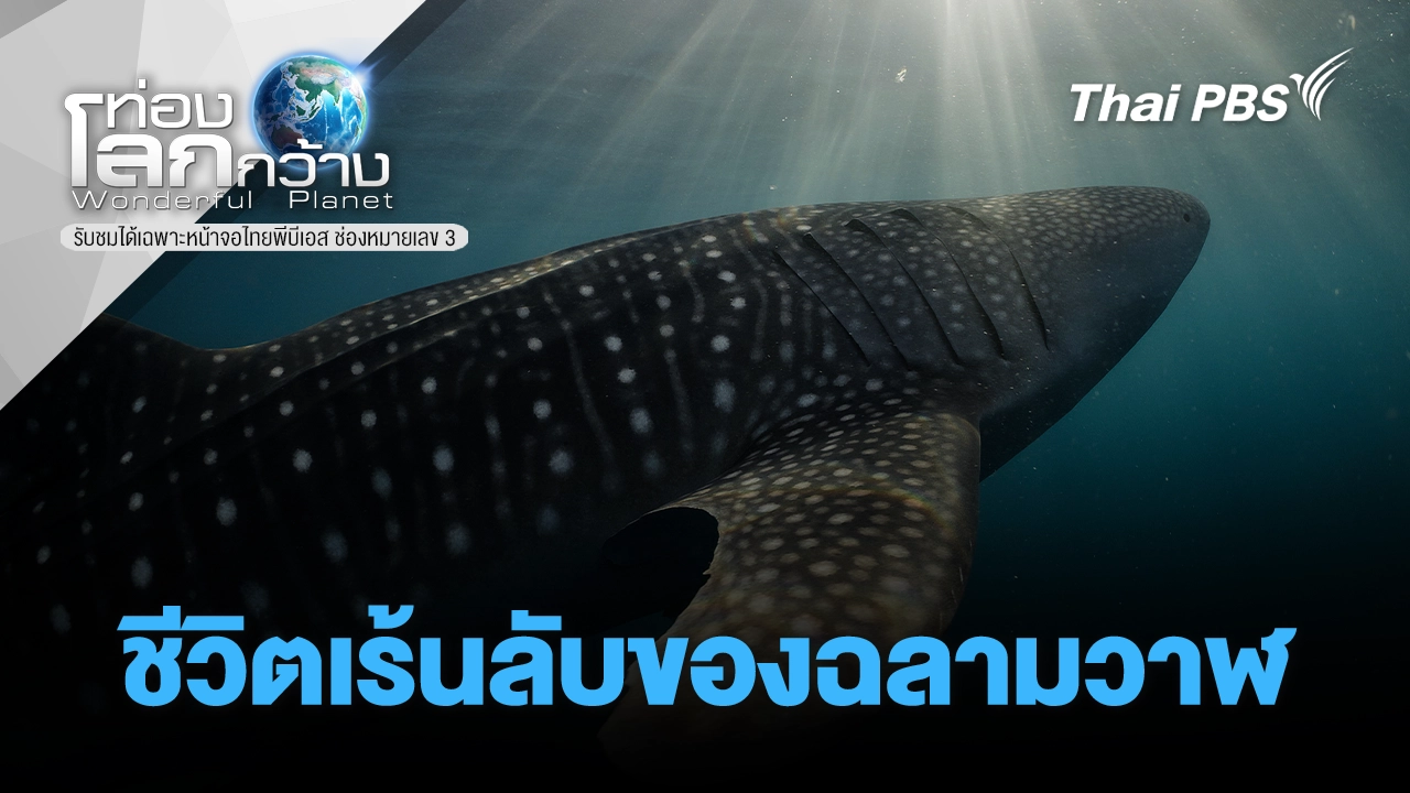 ชีวิตเร้นลับของฉลามวาฬ