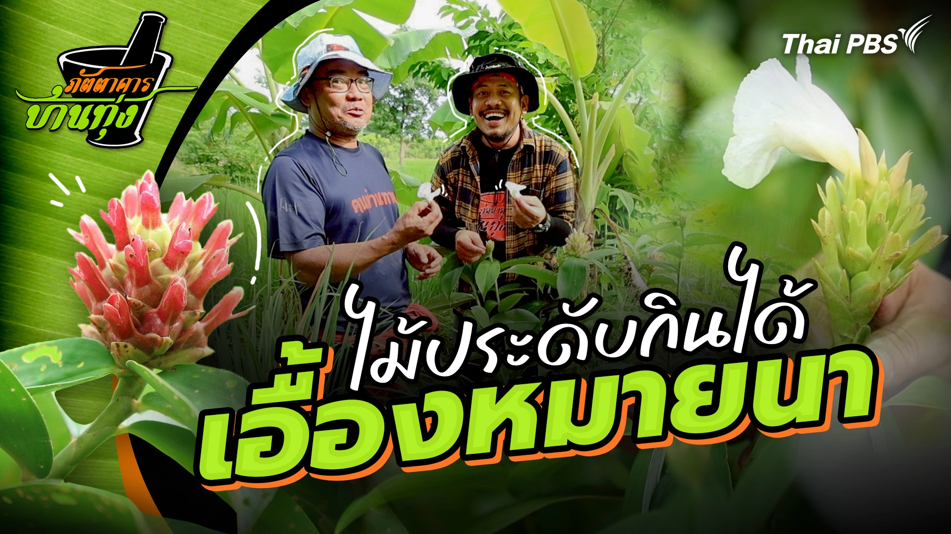 เอื้องหมายนา