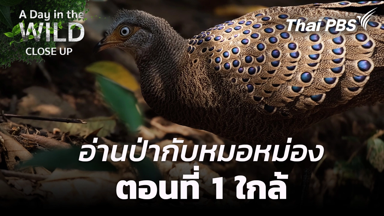 A Day in the Wild อ่านป่ากับหมอหม่อง   ตอนที่ 1 ใกล้