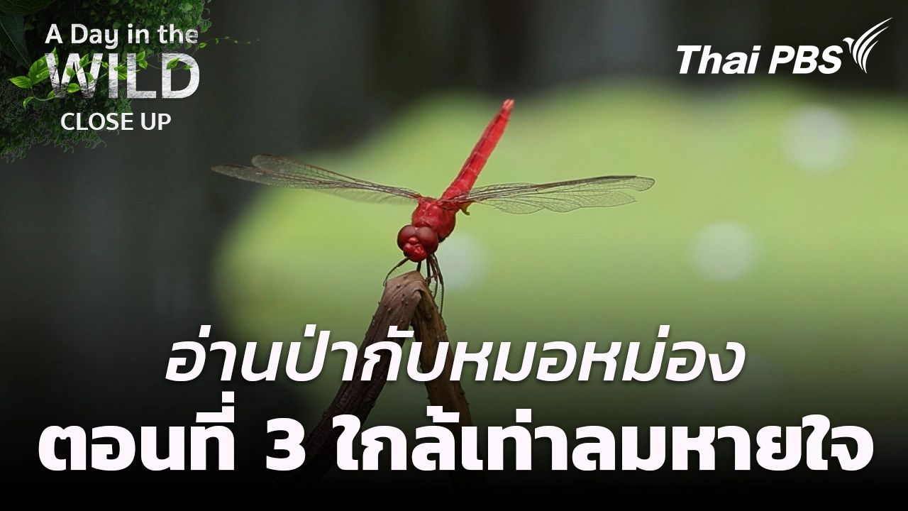 อ่านป่ากับหมอหม่อง   ตอนที่ 3 ใกล้เท่าลมหายใจ
