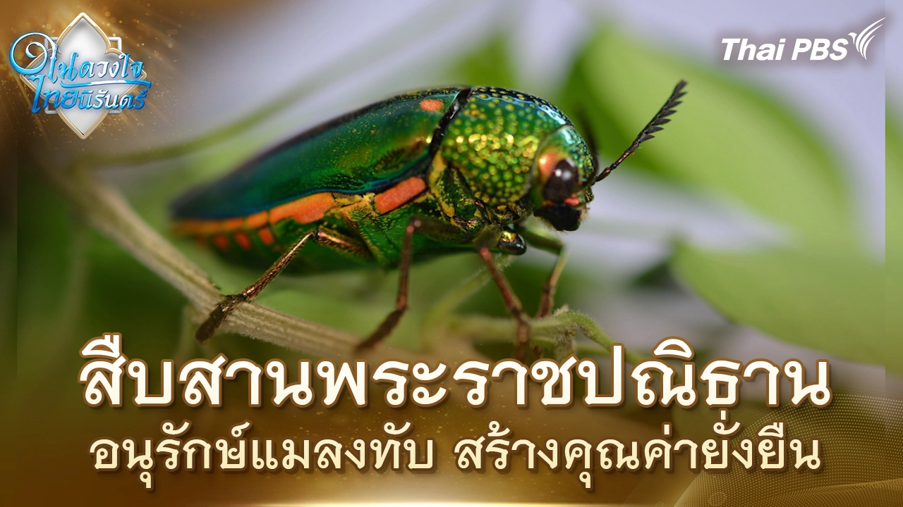 สืบสานพระราชปณิธาน อนุรักษ์แมลงทับ สร้างคุณค่ายั่งยืน | ในดวงใจไทยนิรันดร์ | 4 พ.ย. 68