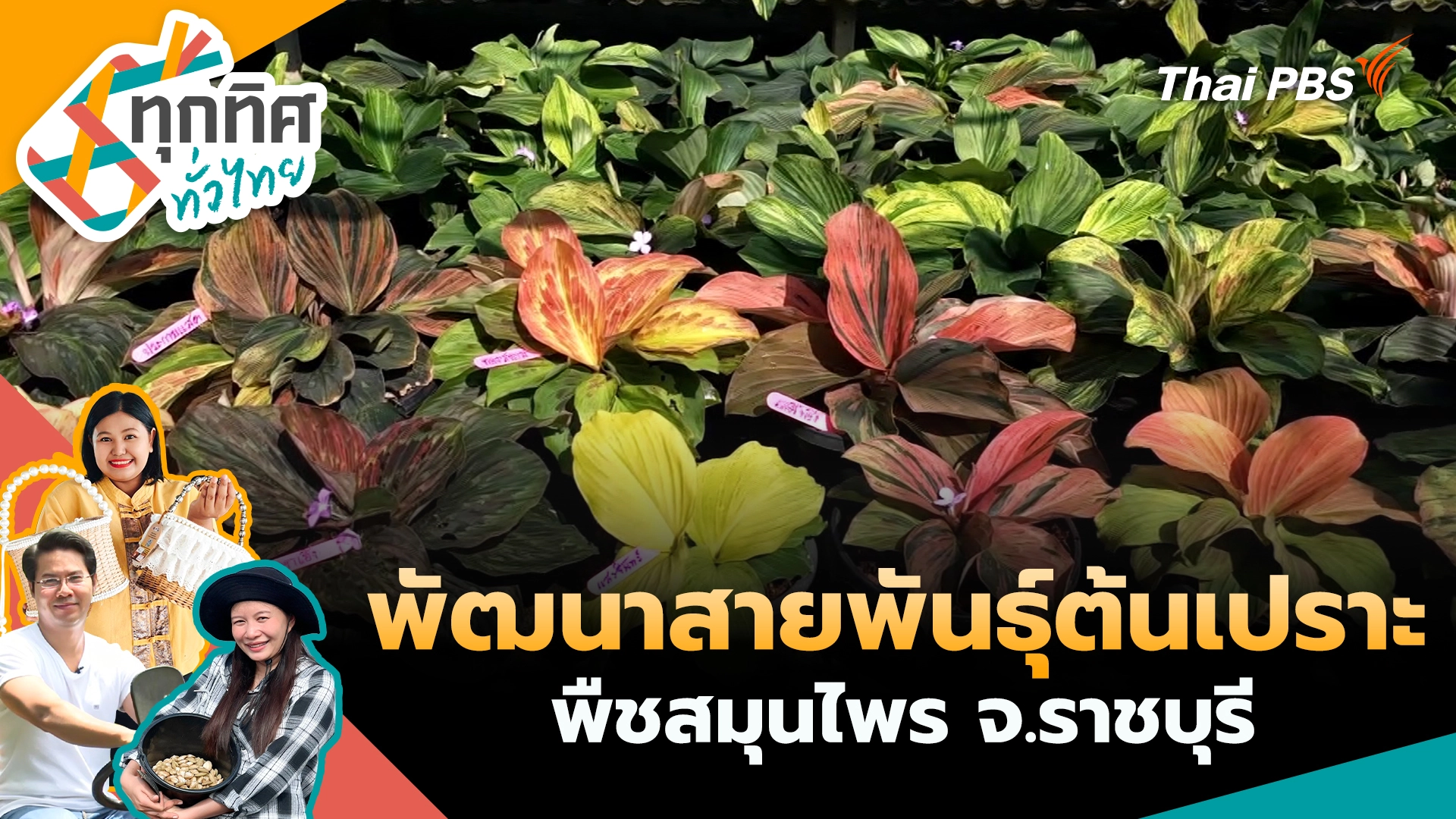 พัฒนาสายพันธุ์ต้นเปราะพืชสมุนไพร จ.ราชบุรี