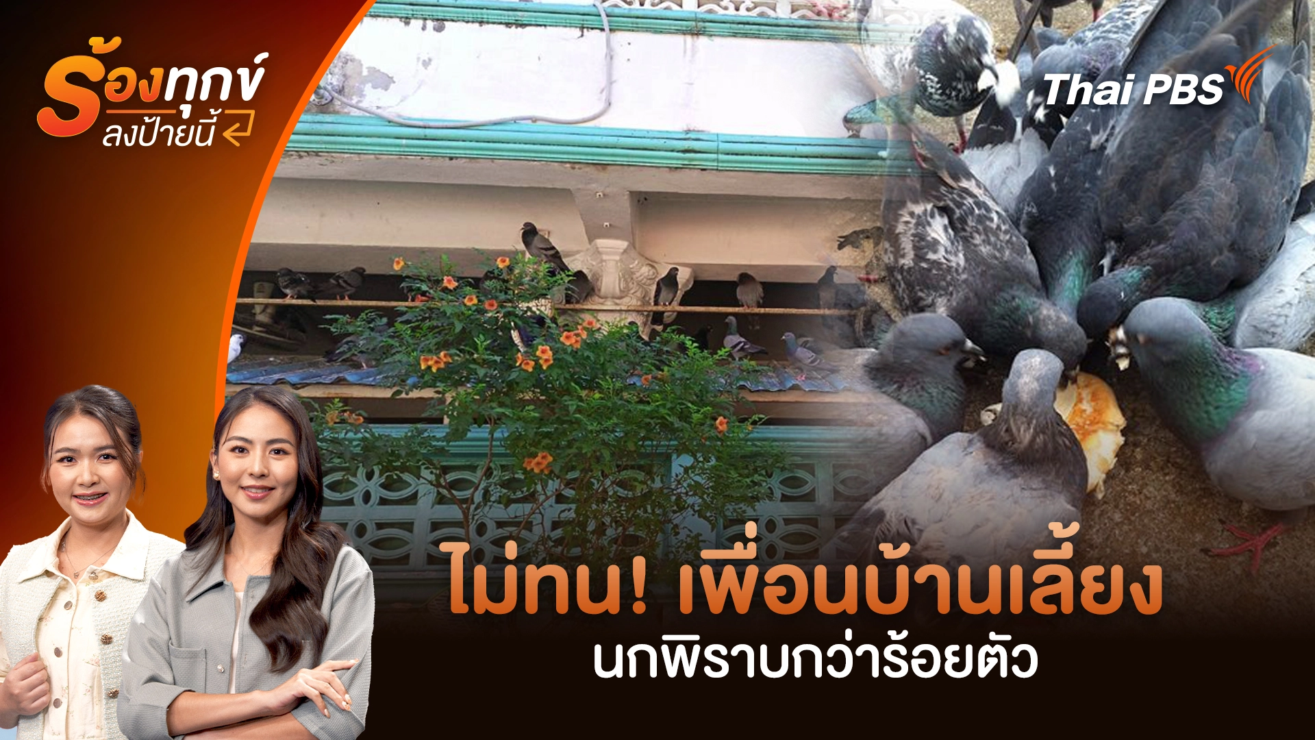 ไม่ทน! เพื่อนบ้านเลี้ยง นกพิราบกว่าร้อยตัว