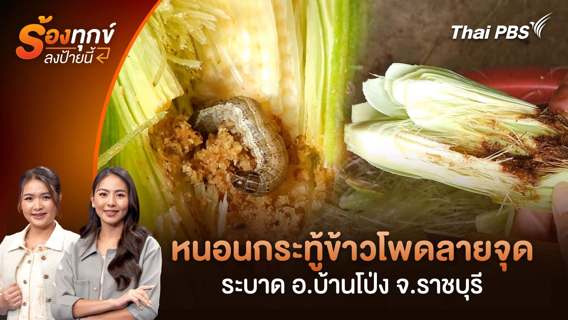 หนอนกระทู้ข้าวโพดลายจุดระบาด อ.บ้านโป่ง จ.ราชบุรี