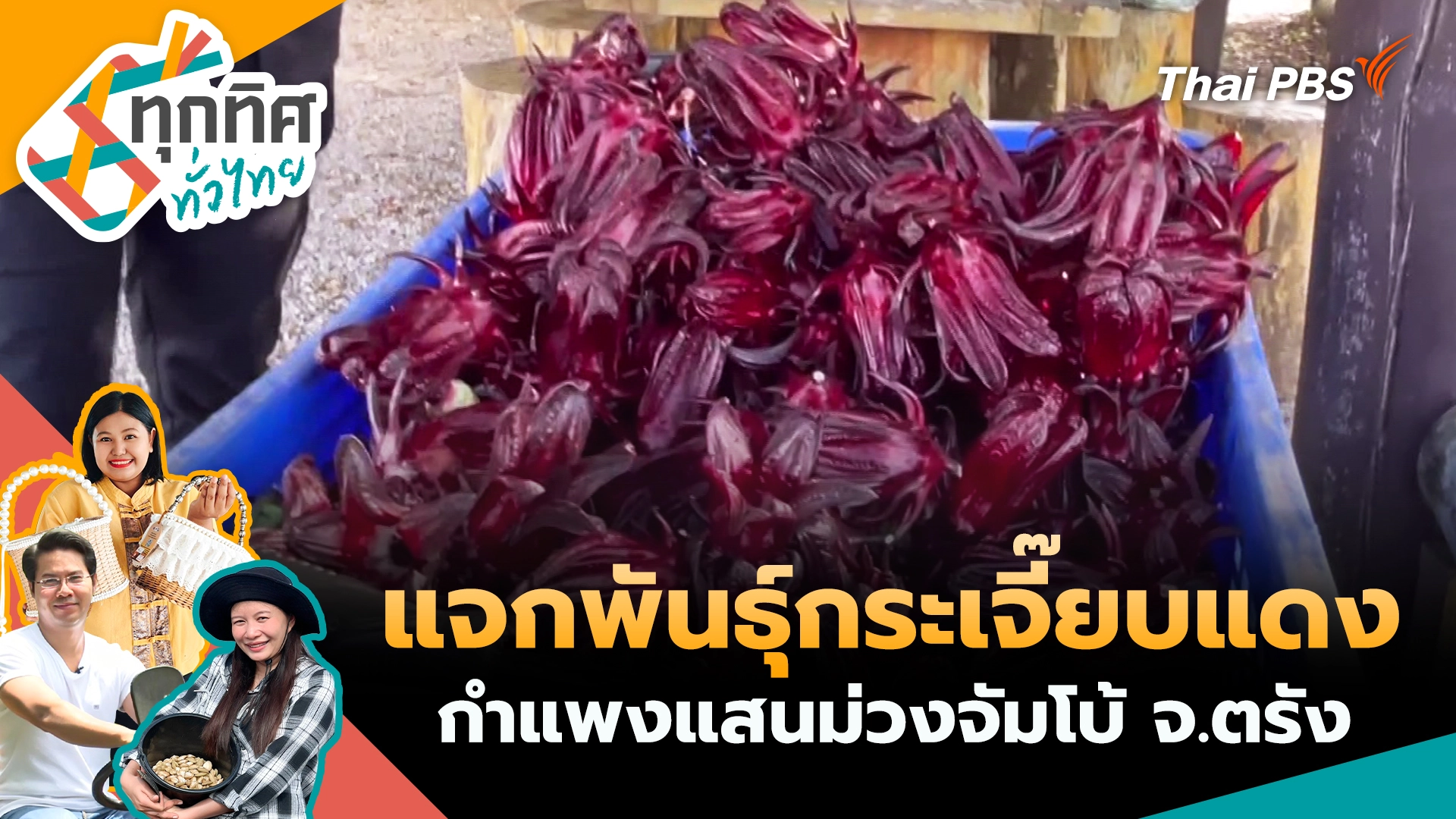 แจกพันธุ์กระเจี๊ยบแดงกำแพงแสนม่วงจัมโบ้ จ.ตรัง