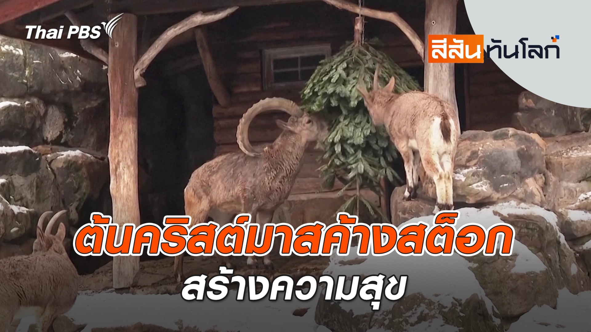 ต้นคริสต์มาสค้างสต็อกสร้างความสุข | 11 ม.ค. 69