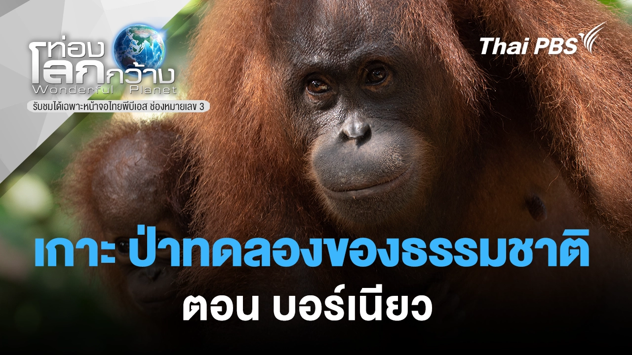 เกาะ ป่าทดลองของธรรมชาติ ตอน บอร์เนียว