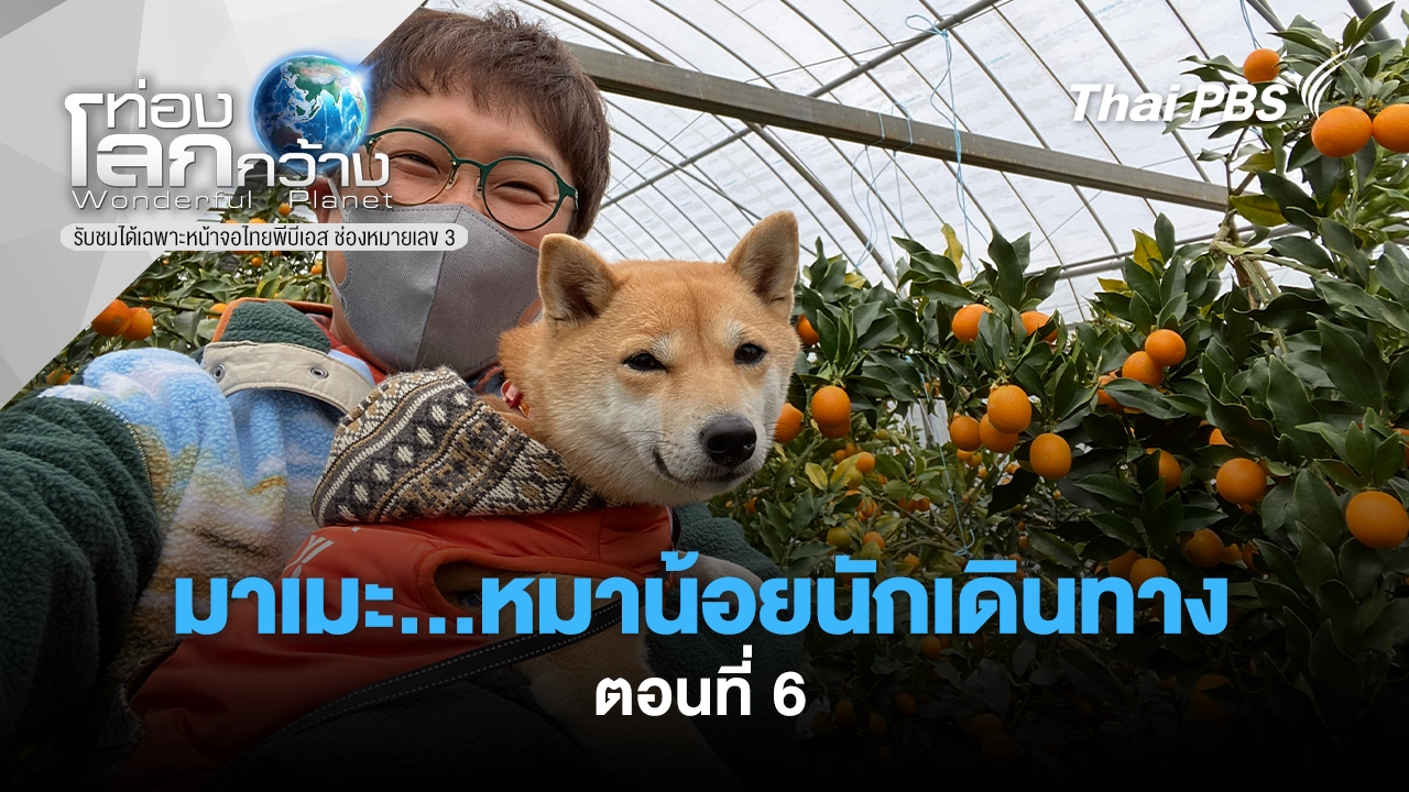 มาเมะ...หมาน้อยนักเดินทาง  Ep.6