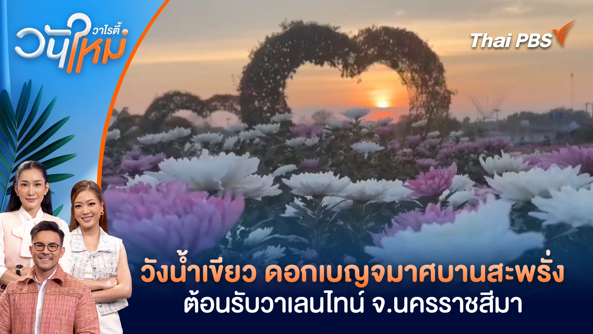 วังน้ำเขียว ดอกเบญจมาศบานสะพรั่ง ต้อนรับวาเลนไทน์ จ.นครราชสีมา | วันใหม่วาไรตี้ | 11 ก.พ. 69