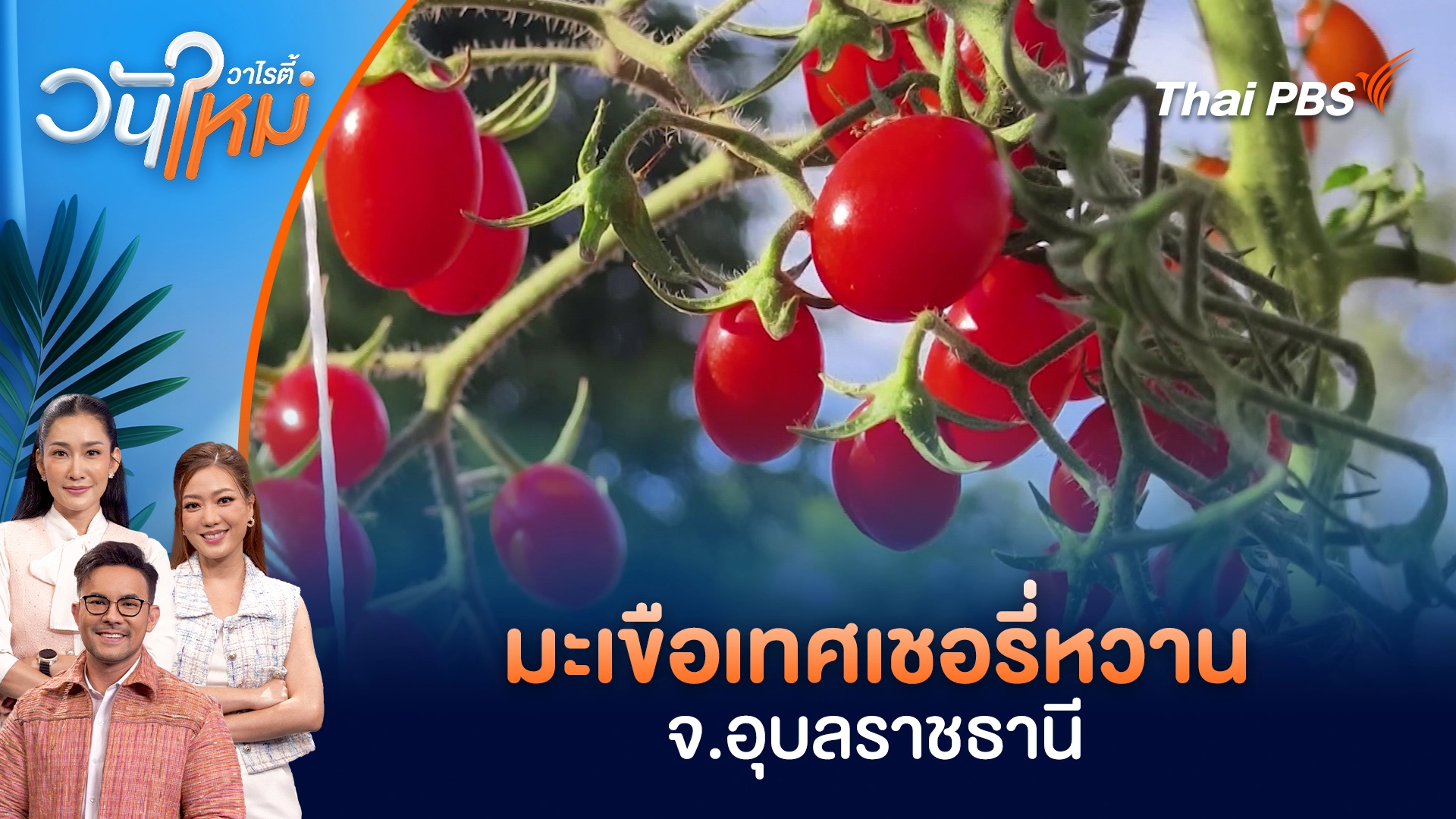 มะเขือเทศเชอรี่หวาน จ.อุบลราชธานี | วันใหม่วาไรตี้ | 20 ม.ค. 69