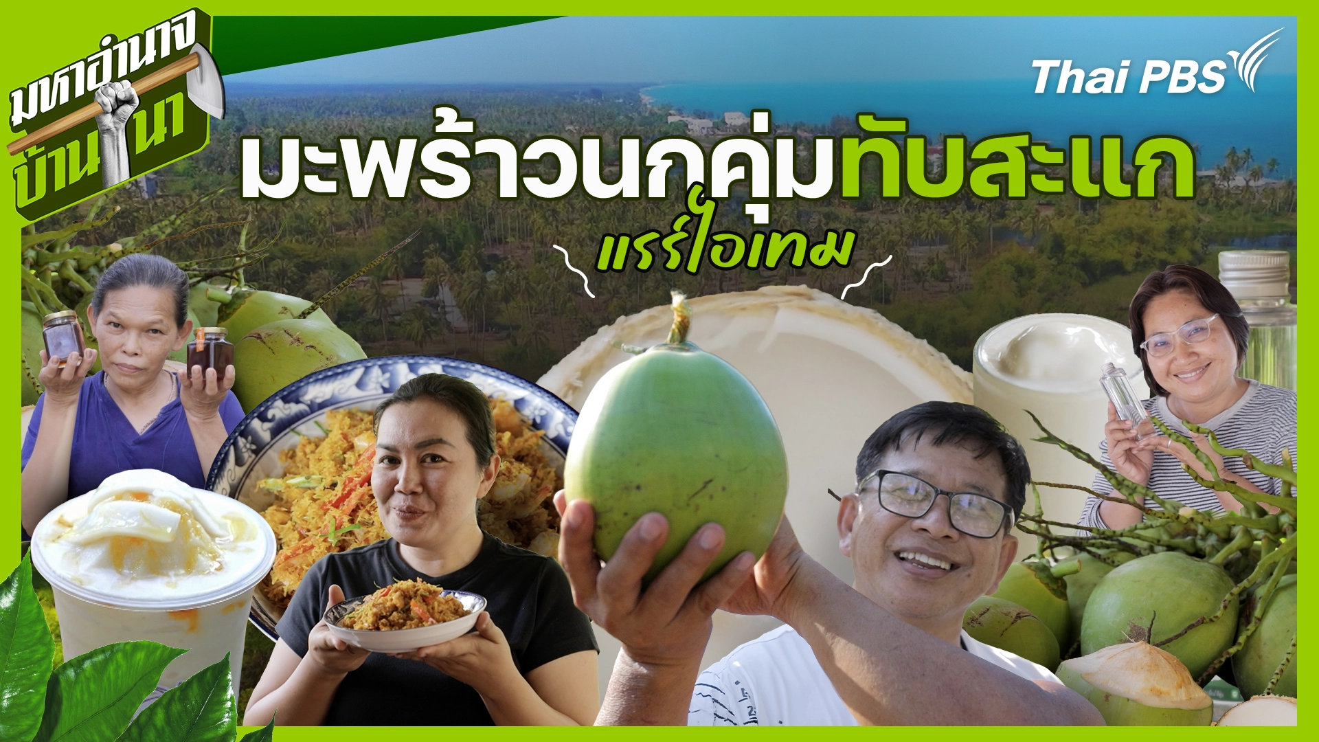 มะพร้าวนกคุ่มทับสะแก มะพร้าวแรร์ไอเทม