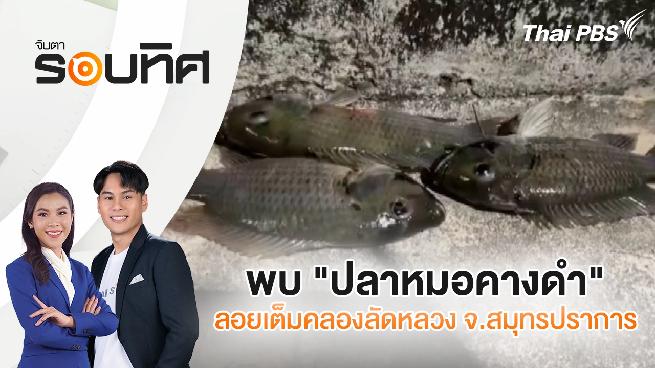 พบ "ปลาหมอคางดำ" ลอยเต็มคลองลัดหลวง จ.สมุทรปราการ
