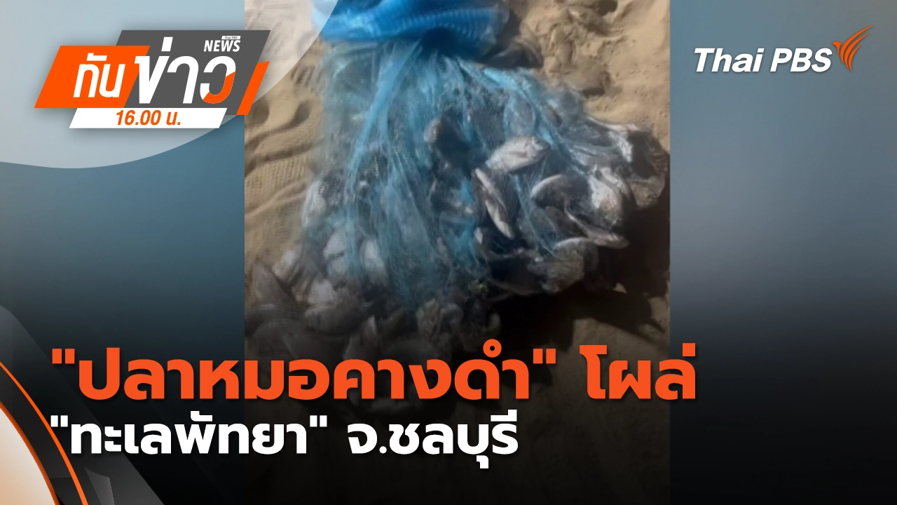 "ปลาหมอคางดำ" โผล่ "ทะเลพัทยา" จ.ชลบุรี
