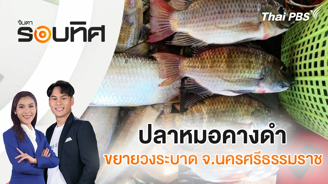 ปลาหมอคางดำขยายวงระบาด จ.นครศรีธรรมราช