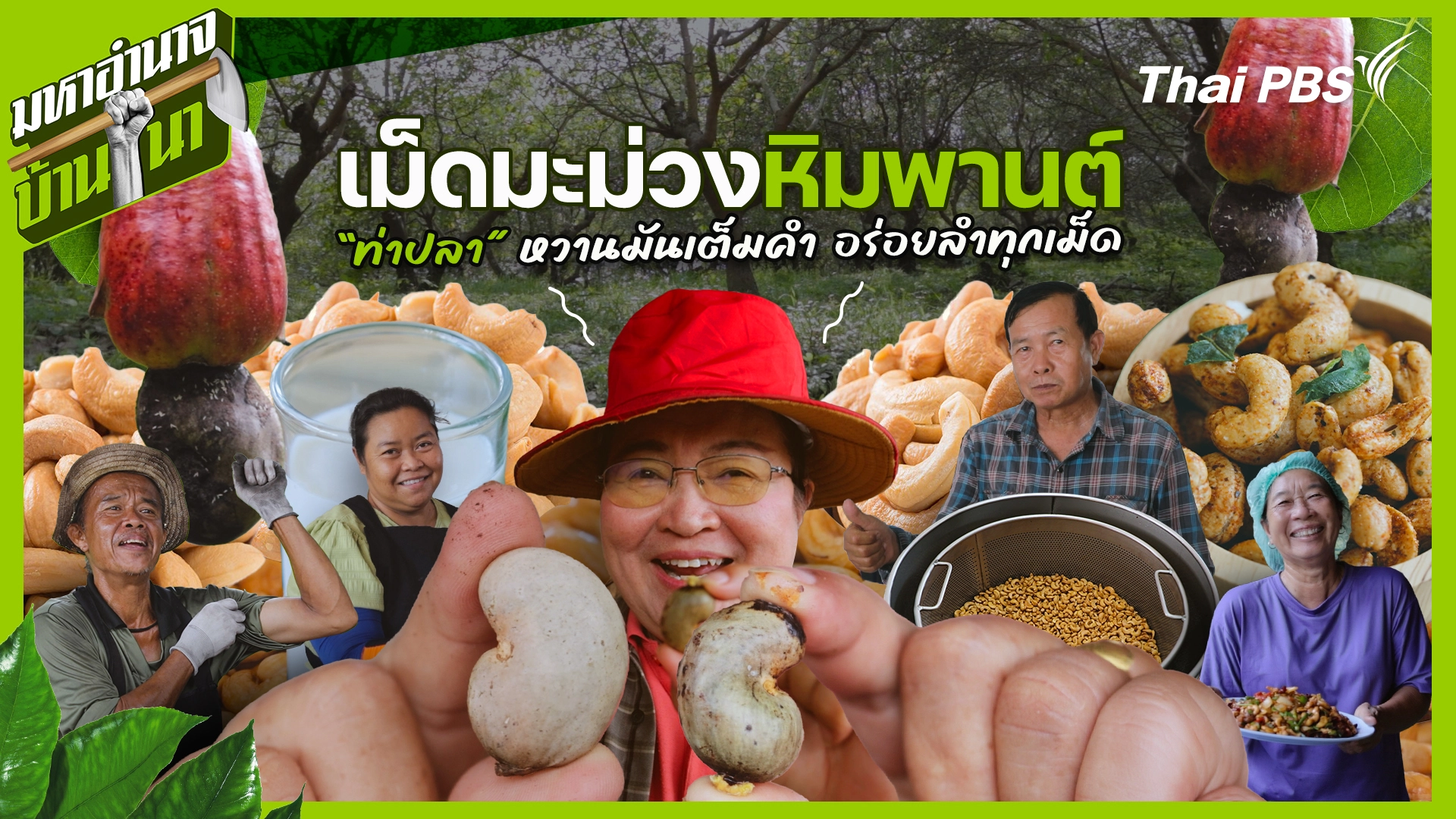 เม็ดมะม่วงหิมพานต์ท่าปลา หวานมันเต็มคำ อร่อยลำทุกเม็ด
