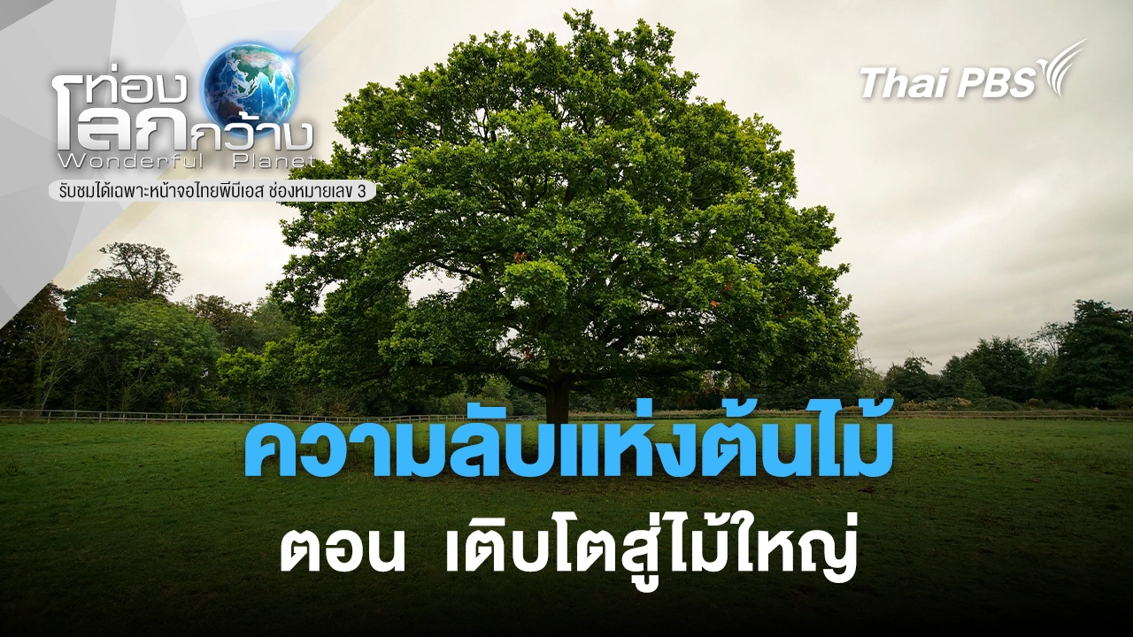 ความลับแห่งต้นไม้ ตอน เติบโตสู่ไม้ใหญ่ 