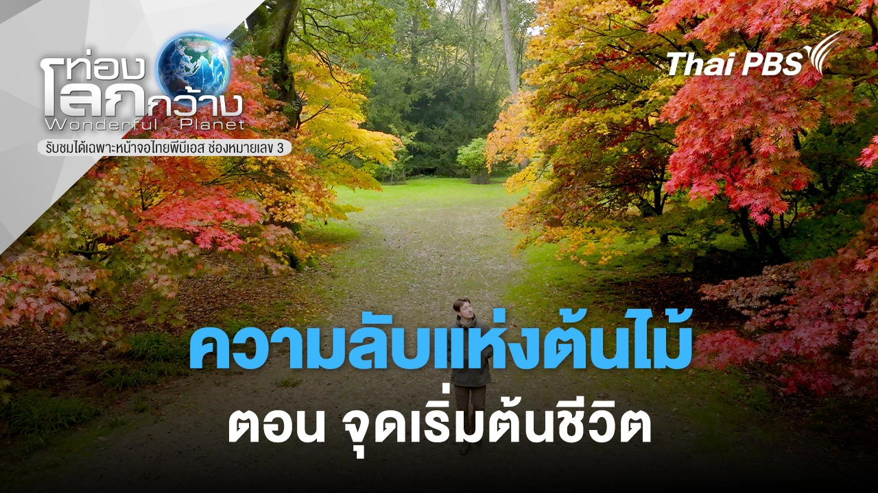 ความลับแห่งต้นไม้ ตอน จุดเริ่มต้นชีวิต