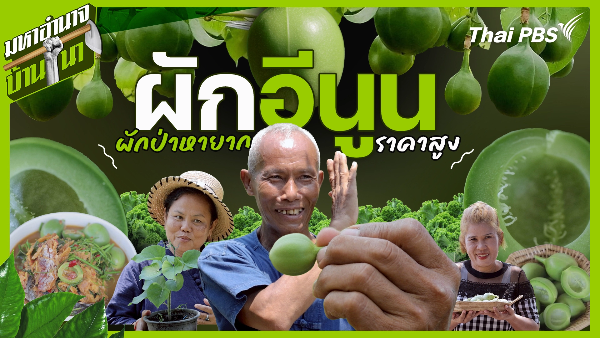 ผักอีนูน ผักป่าหายากราคาสูง