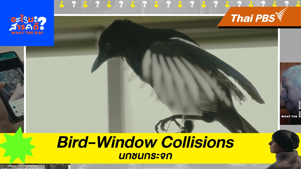 Bird-Window Collisions นกชนกระจก 