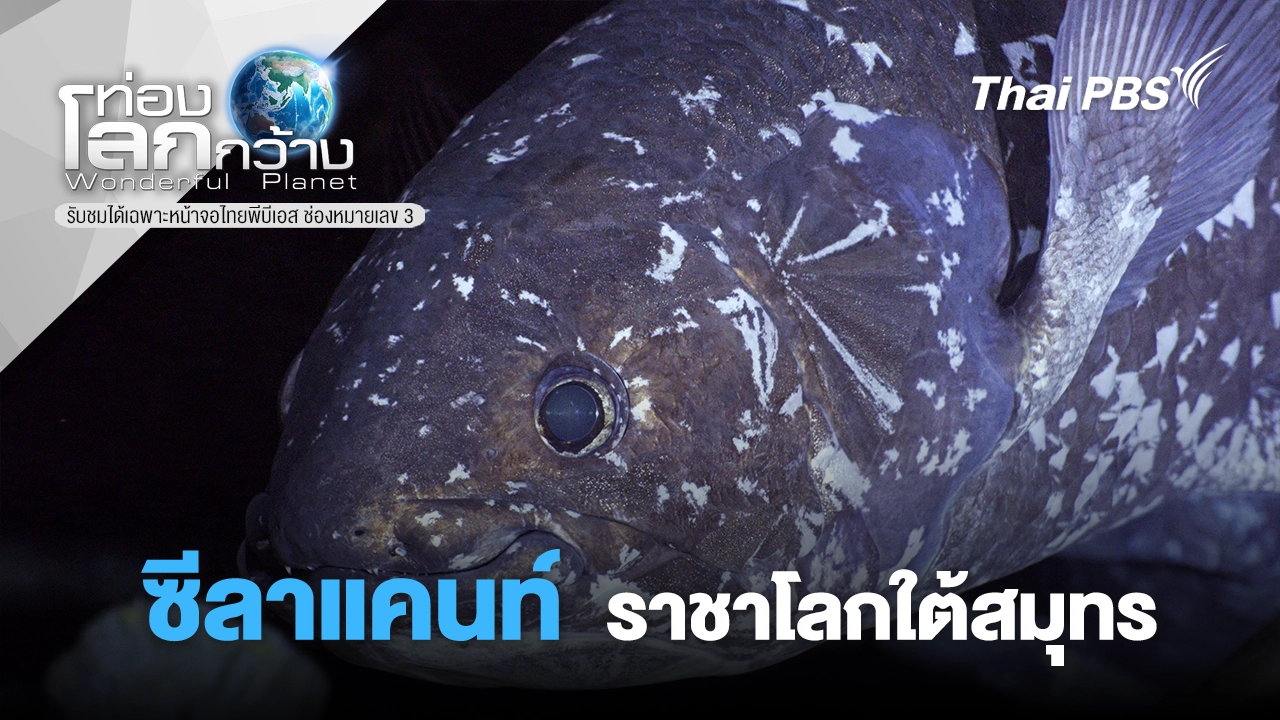 ซีลาแคนท์ - ราชาโลกใต้สมุทร