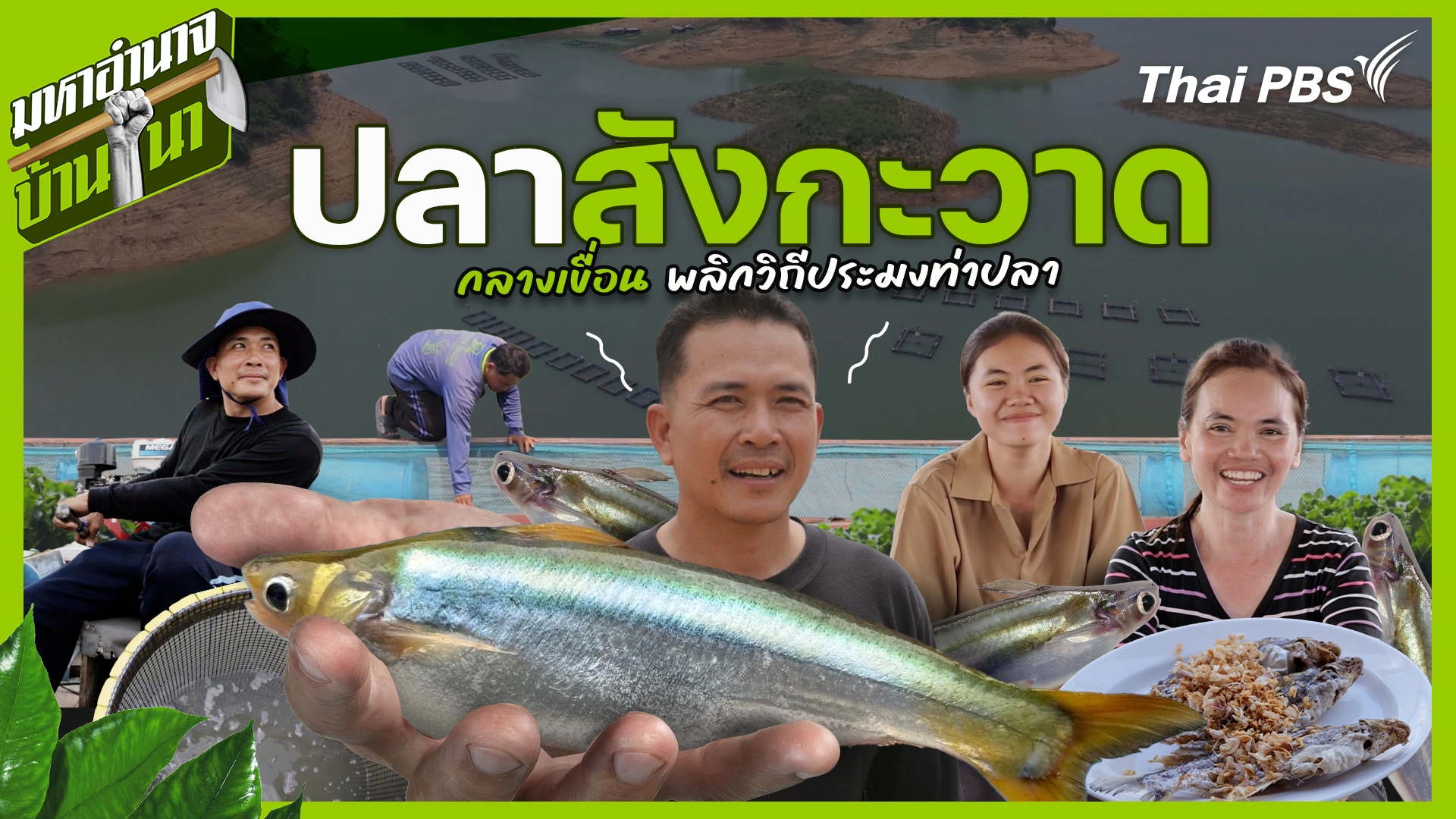 ปลาสังกะวาดกลางเขื่อน พลิกวิถีประมงท่าปลา