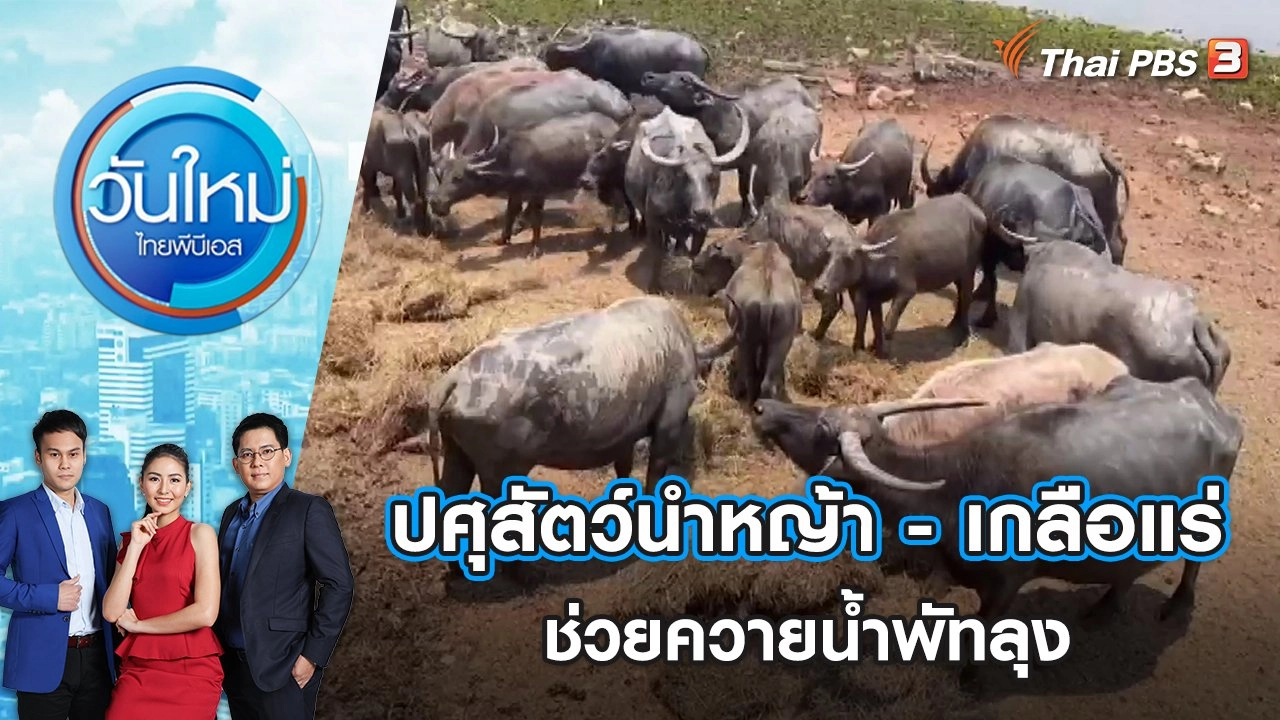 ปศุสัตว์นำหญ้า - เกลือแร่ช่วยควายน้ำพัทลุง | วันใหม่ ไทยพีบีเอส | 13 เม.ย. 65
