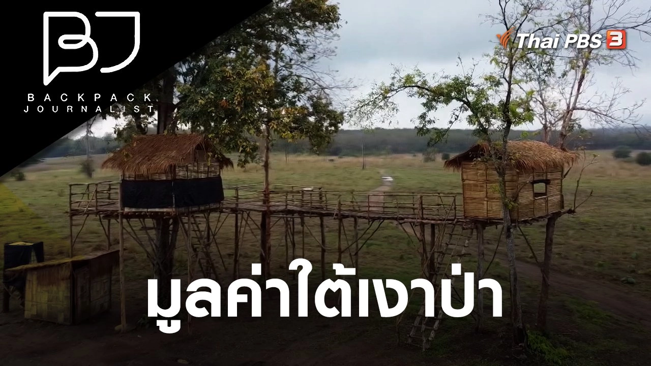 มูลค่าใต้เงาป่า