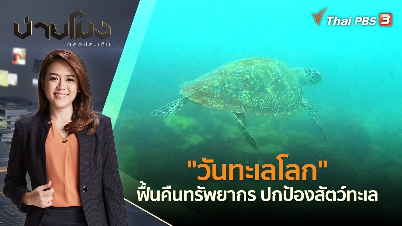 "วันทะเลโลก" ฟื้นคืนทรัพยากร ปกป้องสัตว์ทะเล | บ่ายโมง ตรงประเด็น | 8 มิ.ย. 65