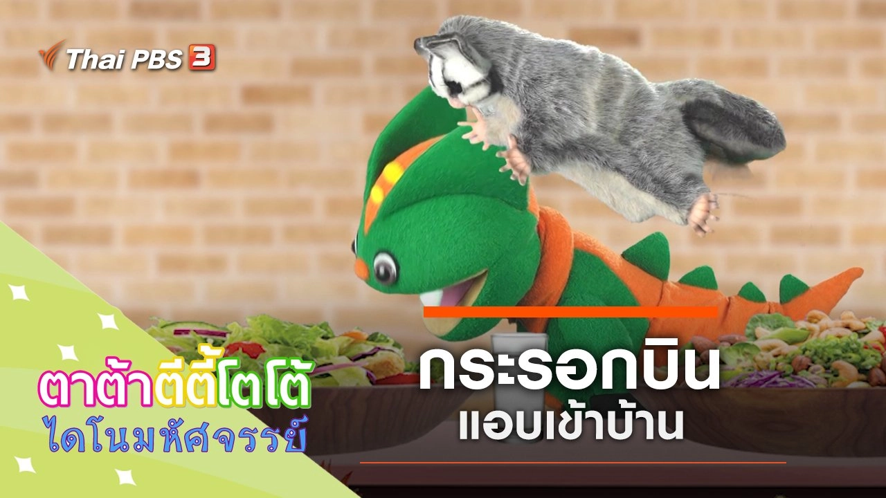 กระรอกบินแอบเข้าบ้าน