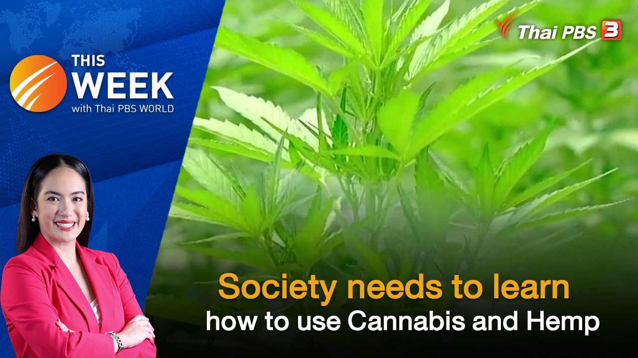 Society needs to learn how to use Cannabis and Hemp | This Week with Thai PBS World | 24 JUN 2022
