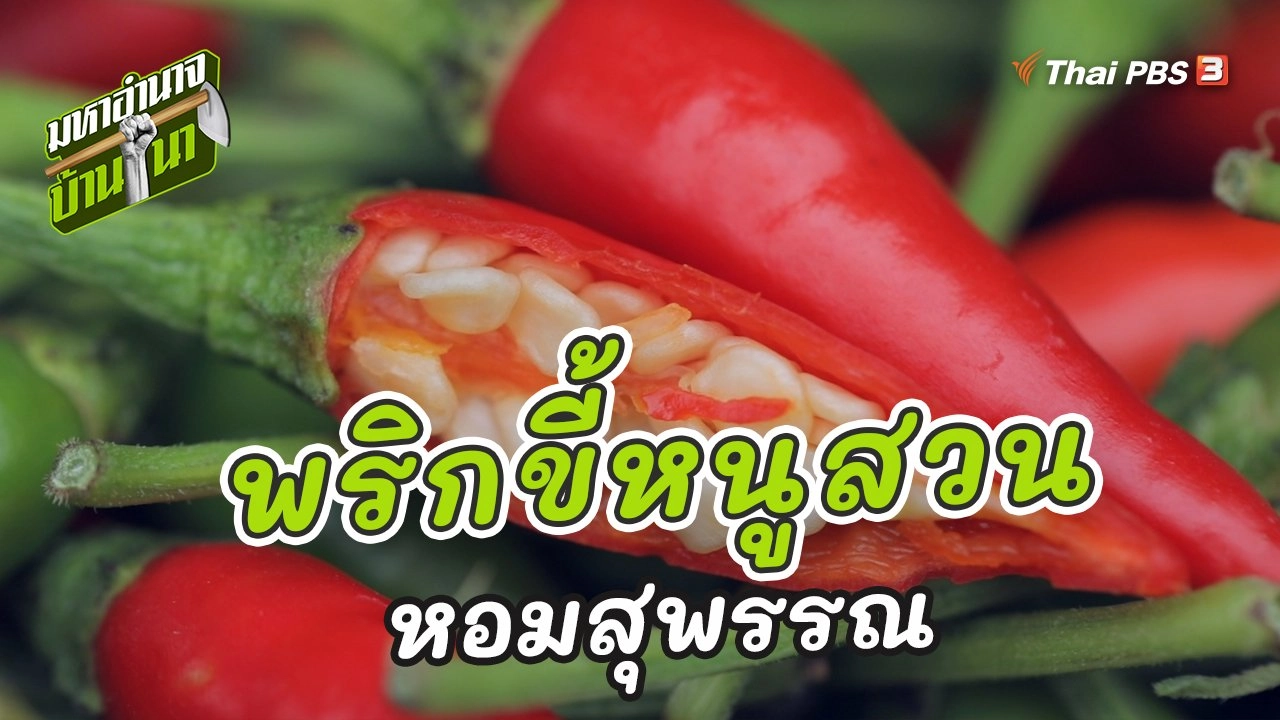 พริกขี้หนูสวนหอมสุพรรณ