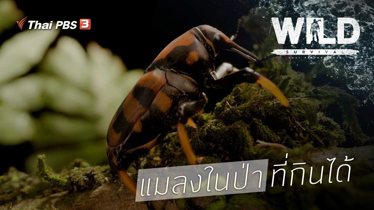 แมลงในป่าที่กินได้