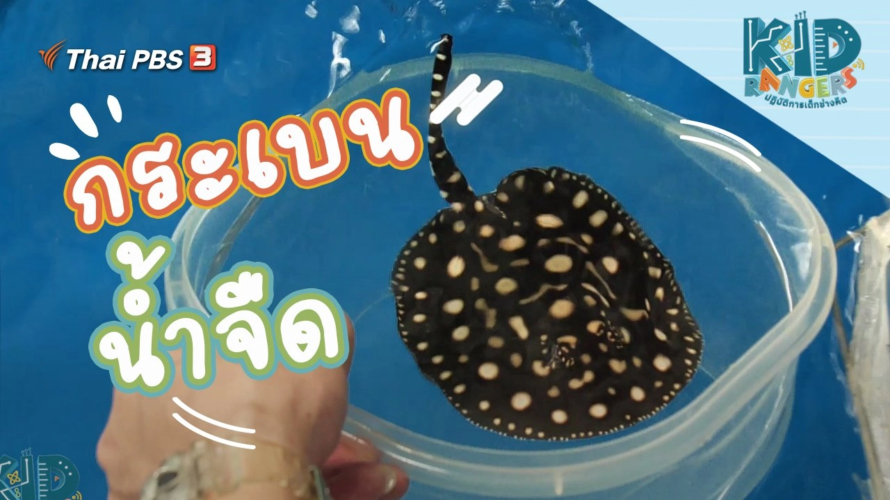 กระเบนน้ำจืด