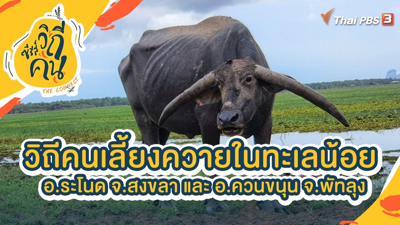 วิถีคนเลี้ยงควายในทะเลน้อย อ.ระโนด จ.สงขลา และ อ.ควนขนุน จ.พัทลุง