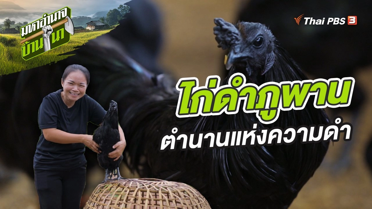 ไก่ดำภูพาน ตำนานแห่งความดำ