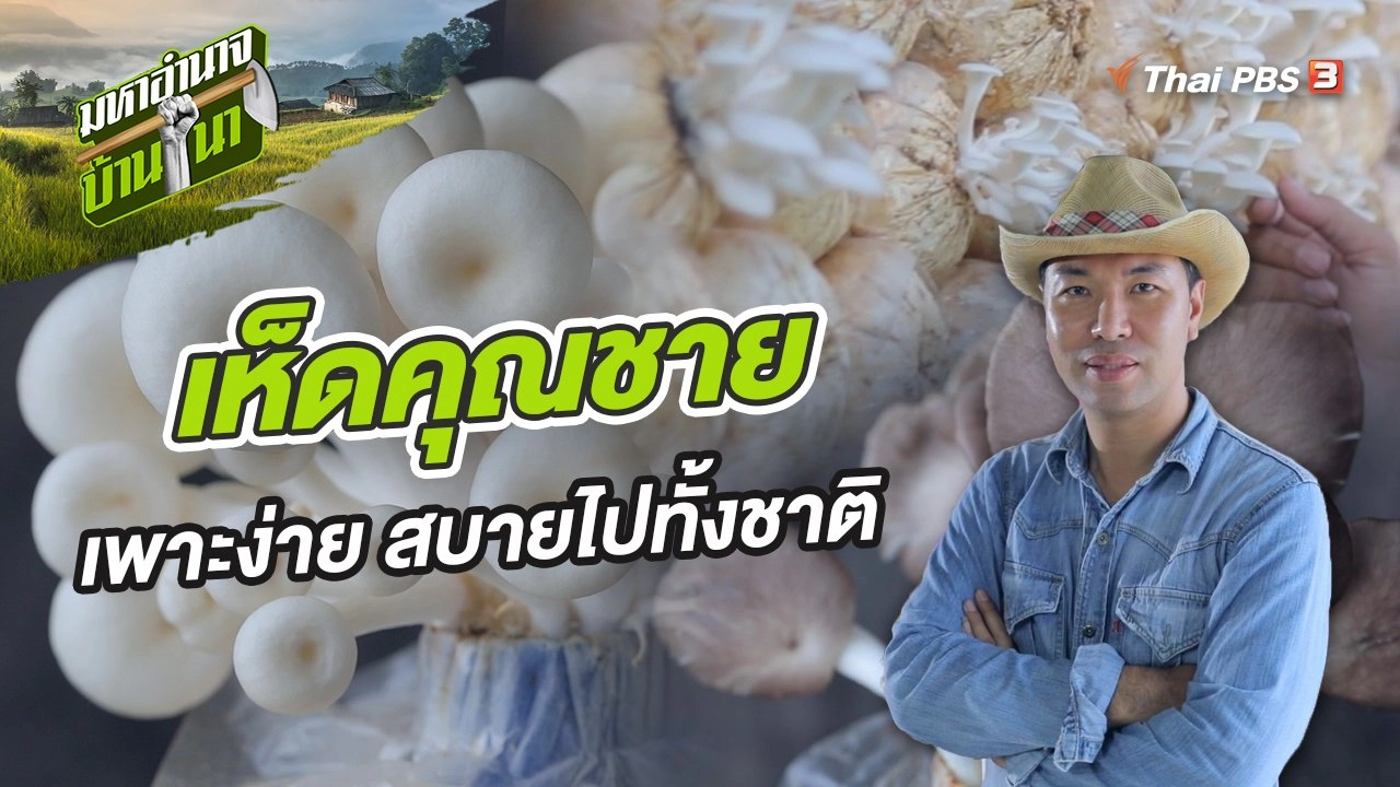 เห็ดคุณชาย เพาะง่าย สบายไปทั้งชาติ