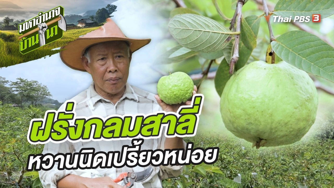 ฝรั่งกลมสาลี่ หวานนิดเปรี้ยวหน่อยอร่อยลงตัว