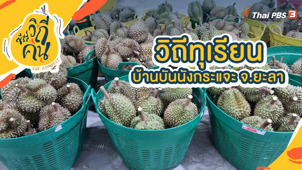 วิถีทุเรียน บ้านบันนังกระแจะ อ.ธารโต จ.ยะลา