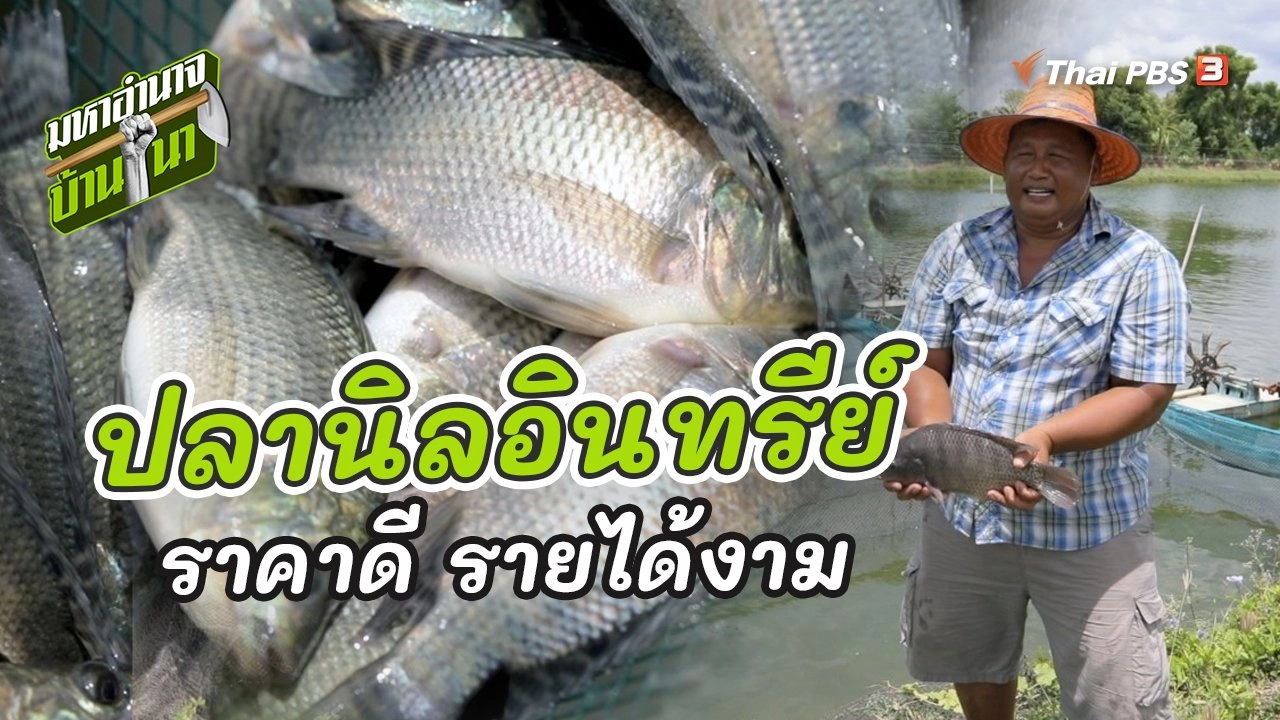 ปลานิลอินทรีย์ ราคาดี รายได้งาม