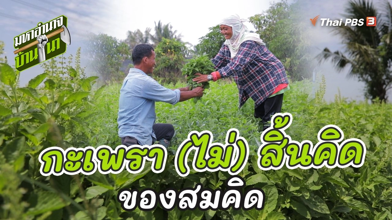 กะเพรา (ไม่) สิ้นคิดของสมคิด