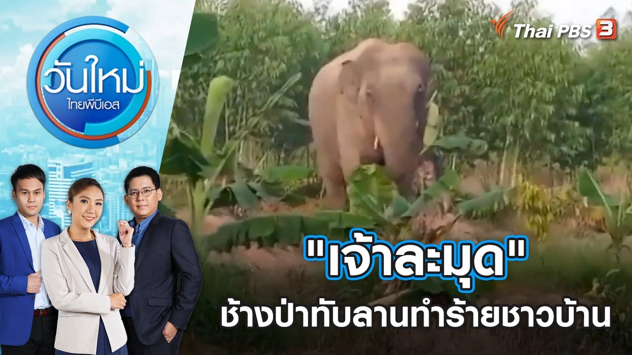 ​"เจ้าละมุด" ช้างป่าทับลานทำร้ายชาวบ้าน | วันใหม่ ไทยพีบีเอส | 29 ก.ค. 65