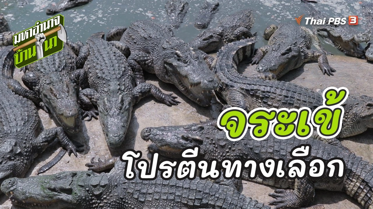 จระเข้ โปรตีนทางเลือกชั้นดีที่โลกต้องการ