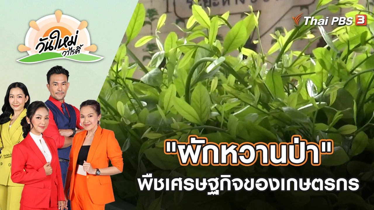 "ผักหวานป่า" พืชเศรษฐกิจของเกษตรกร | วันใหม่วาไรตี้ | 5 ก.ย. 65